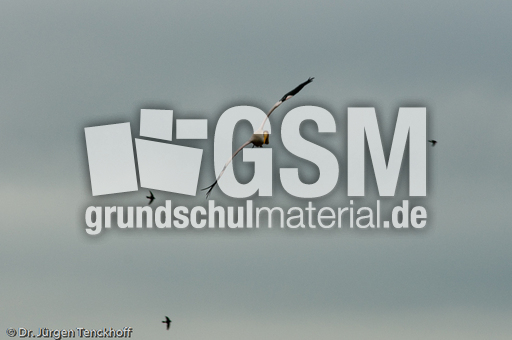 Nimmersatt (13 von 22).jpg